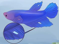 21 best fish tank
