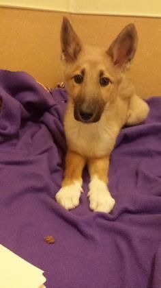 No Longer Listed Puppy Alert Petango Com Meet Tikka A 4