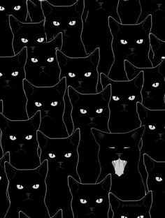 Sideways Kitties Pinterest Wallpaper Cat Pictures Www Picturesboss Com