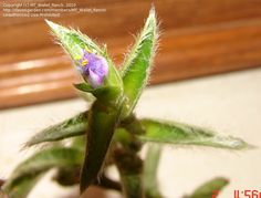 Collard leaf pussy — photo 10