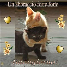 15 idee su Buon giorno | buongiorno immagini, buongiorno ...
