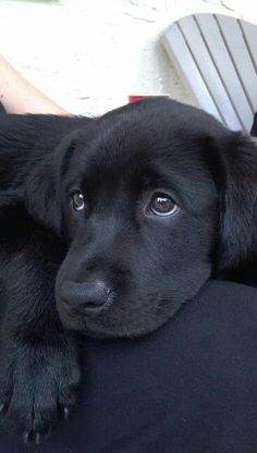 73 Meilleures Idees Sur Labrador Noir Chien Labrador Chien Labrador 73 Meilleures Idees Sur Labrador Noir Chien Labrador Chien Labrador