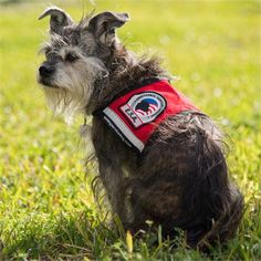 small emotional support dogs