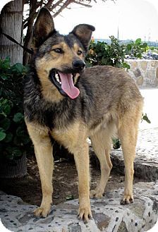 australian shepherd and german shepherd mix petey a german shepherd collie mix man u0027s best pal pinterest australian shepherd and german shepherd mix petey a german shepherd collie mix man u0027s best pal pinterest
