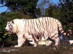 Anne hathaway exposes nude boobs Chubby tiger thumbs