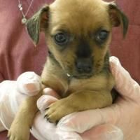 Available Pets At Wright Way Rescue In Morton Grove Illinois