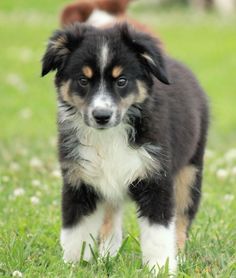 australian shepherd with german shepherd german australian shepherd with gray fur with tan and white australian shepherd with german shepherd german australian shepherd with gray fur with tan and white