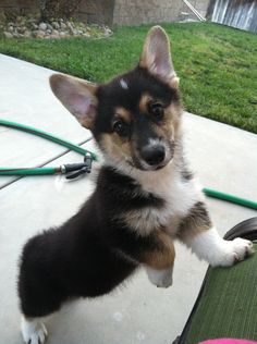485 Best All Things Corgi Images In 2018 Cute Baby Dogs Einsteinthecorgi In Case You Forget What Cuties Baby Corgis Are This Was When He