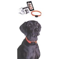 Atc Lcd Remote Dog Training Collar Pet Shock Vibrate Collar Dog