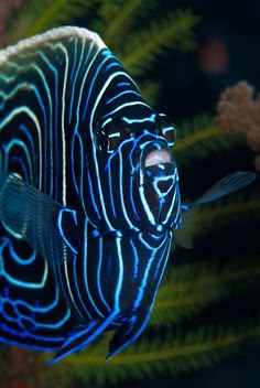 121 best saltwater fish