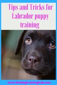 Dog Training 101 How To Train Your Dog Labrador Puppy Training