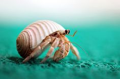 40 best hermit crabs