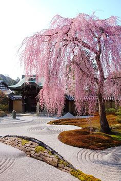 Japanese Garden Cherry Blossom Paintings tokyo #sakura … | pinteres… Japanese Garden Cherry Blossom Paintings tokyo #sakura … | pinteres…