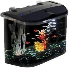10 best fish friendly