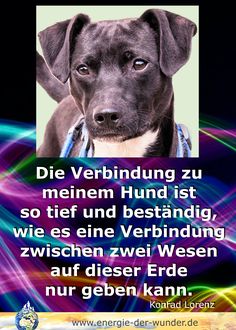 Verstehst du mich? Der Weg zu deinem Tier: Grundlagen der Tierkommunikation (German Edition)