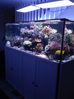 1366 best aquariums saltwater