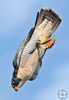 570 Ideas De Halcones Aves Rapaces Aves De Rapiña Aves