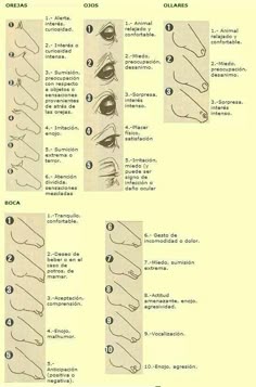 84 best horse 39 s color 39 s breeds and conformation images horse conformation chart