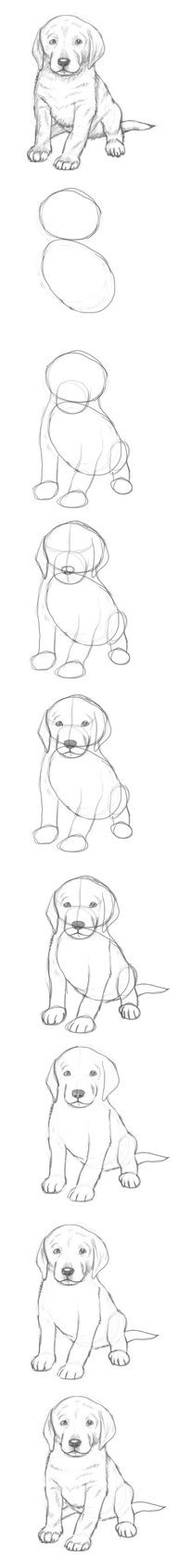 162 Best How To Draw Dogs Images In 2020 Animal Drawings