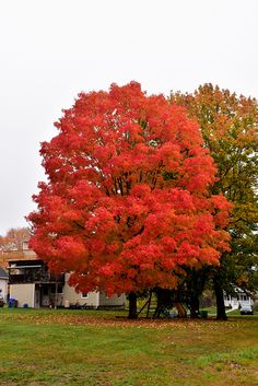 Maple Sienna Glen Fast Growing With Pyramidal Form Superior To Green Mountain Sugar Maple Acer Saccharum At Connon Nurseries Cbv