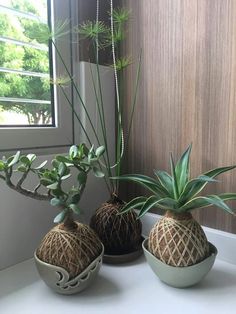 Kokedama de Papiro Enano, Agave y Jade. House Plants Decor, House Plants Indoor, Diy Plants, Indoor Garden, Plant Decor, Garden Art, Indoor Outdoor, Cactus Garden