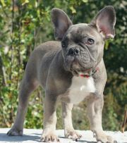 French Bulldog Puppy For Sale In Millville Ma Adn 70396 On