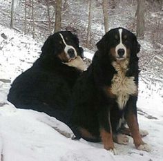 australian shepherd e bovaro del bernese cucciolo bovaro del bernese www casabovary it bovaro del bernese australian shepherd e bovaro del bernese cucciolo bovaro del bernese www casabovary it bovaro del bernese