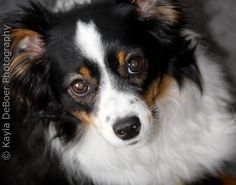 rockin b miniature australian shepherd venza mini australian shepherd papillon my puppies pinterest rockin b miniature australian shepherd venza mini australian shepherd papillon my puppies pinterest