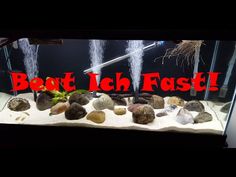 31 best fishy images