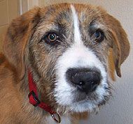 Bullmastiff German She...