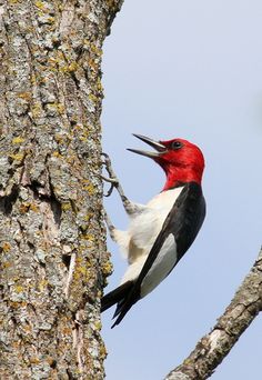 46 best feathered friends in oklahoma images on pinterest in 2018