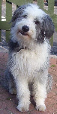 Bearded collie puppy cut pictures