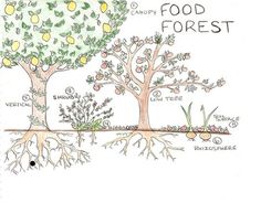 forest design