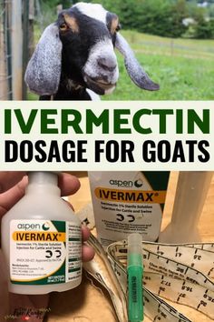 Ivermectin Dosage for Goats (+ How to Give) Aspen, Homesteading Animals, Show Goats, Pet Goat, Goat House