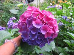 37 Best Hydrangeas Images Limelight Hydrangea Victoria Sanchez S Garden