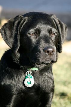 Hunter Collar de Perro P