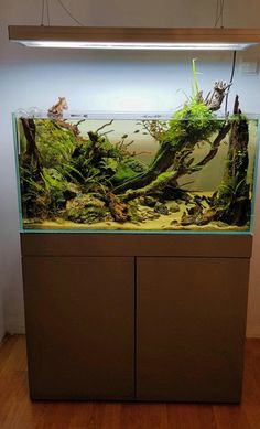 164 best aquarium images