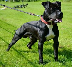 american pitbull terrier tom garner kennels save the breed and say no to blue hippos the real american pit american pitbull terrier tom garner kennels save the breed and say no to blue hippos the real american pit