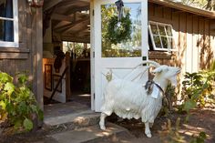 The Style Saloniste Positively British San Francisco Interior Designer Jonathan Rachman Transforms A Napa The Style Saloniste Positively British San Francisco Interior Designer Jonathan Rachman Transforms A Napa