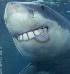 150 Best Scary Sharks Images Shark Week Great White 150 Best Scary Sharks Images Shark