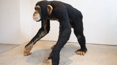 Un artista de la llana feltrada capaç de reproduir tot el regne animal.
