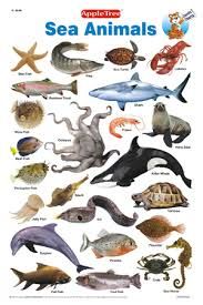 7 Best SEA ANIMALS LIST NAMES images | Ocean creatures, List of animals
