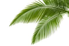 Palmenblätter deko - Der TOP-Favorit unserer Tester