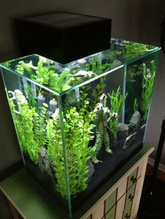 106 Best Fluval Edge Inspiration Images Aquariums Fish Tanks Fluval Edge Creature From The Black Lagoon Aquarium Setup Nature