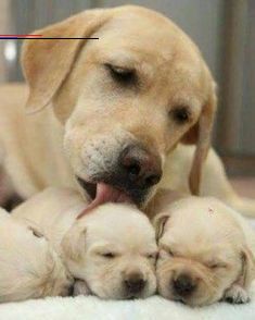 Teacup Puppies Teacup Puppies Australian Shepherd Puppies Pembroke Welsh Corgi Pet Photography Animals French Bulldo In 2020 Cute Dogs And Puppies Cute Puppies Puppies
