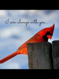 pin by wendy oconnor on death loss pinterest cardinals bird cardinal flyers