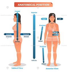 Anatomical position with labels