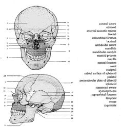 Tissues - Epithelium, Muscle, Connective Tissue and Nervous Tissue ... Tissues - Epithelium, Muscle, Connective Tissue and Nervous Tissue ...