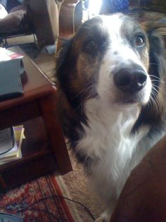 australian shepherd with german shepherd australian shepherd german shepherd mix cutie pie pinterest australian shepherd with german shepherd australian shepherd german shepherd mix cutie pie pinterest