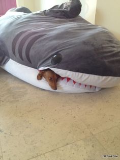22 Best Sleeping Bags And Funny Beds Images Stuff Dachshund In Shark Dog Bed Awesome Player22 Sleeping Bags